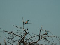Coracias garrulus 10, Scharrelaar, Saxifraga-Bas Klaver