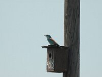 Coracias garrulus 11, Scharrelaar, Saxifraga-Bas Klaver