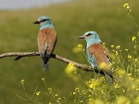 Coracias garrulus 12, Scharrelaar, Saxifraga-Joerg Mager