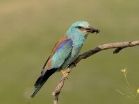Coracias garrulus 13, Scharrelaar, Saxifraga-Joerg Mager