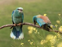 Coracias garrulus 14, Scharrelaar, Saxifraga-Joerg Mager