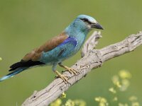 Coracias garrulus 15, Scharrelaar, Saxifraga-Joerg Mager