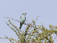 Coracias garrulus 17, Scharrelaar, Saxifraga-Mark Zekhuis