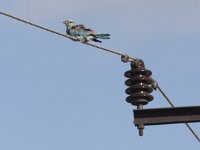 Coracias garrulus 18, Scharrelaar, Saxifraga-Mark Zekhuis