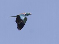 Coracias garrulus 2, Scharrelaar, Saxifraga-Mark Zekhuis