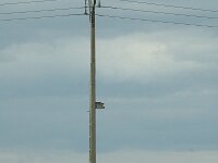Coracias garrulus 4, Scharrelaar, nestbox, Saxifraga-Jan van der Straaten