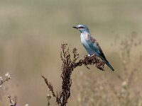 coracias garrulus, scharrelaar, european roller  coracias garrulus, scharrelaar, european roller : European Roller, Hongarije, Kleine Hortogaby, Little Hortobagy, Maygar, Natura 2000, Scharrelaar, Ungarn, agrarisch landschap, agricultural landscape, akkergebied, beautiful, beschermd natuurgebied, bird, blauw, blue, colourfull, coracias garrulus, hungary, kleurrijk, mooi, poesta, protected area, pusta, resting, rustend, sitting, steppe, vogel, zittend