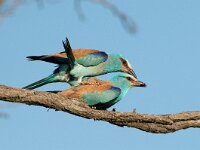 Coracias garrulus 9, Scharrelaar, Saxifraga-Joerg Mager