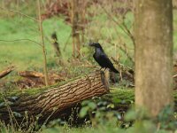 Corvus corax 10, Raaf, Saxifraga-Mark Zekhuis