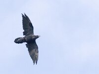 Corvus corax 2, Raaf, Saxifraga-Mark Zekhuis