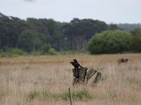 Corvus corax 20, Raaf, Saxifraga-Peter Meininger