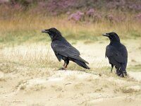 Corvus corax 24, Raaf, Saxifraga-Mark Zekhuis