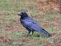 Corvus corax 30, Raaf, Saxifraga-Henk Baptist