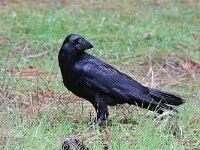 Corvus corax 31, Raaf, Saxifraga-Henk Baptist