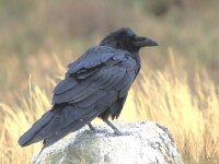 Corvus corax 4, Raaf, Saxifraga-Piet Munsterman