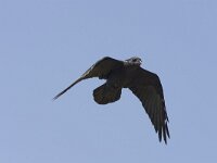 Raaf; Raven  Raaf; Raven : Canada, Corvus corax, Port Hardy, Vancouver Island, aaseter, big, black, flight, flight image, flying, groot, kraaiachtige, raaf, raven, scavenger, songbird, summer, vliegbeeld, vliegen, vlucht, zangvogel, zomer, zwart