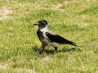 Corvus cornix 14, Bonte kraai, Saxifraga-Jan van der Straaten