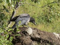 Corvus cornix 42, Bonte kraai, Saxifraga-Willem van Kruijsbergen
