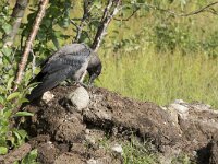 Corvus cornix 43, Bonte kraai, Saxifraga-Willem van Kruijsbergen