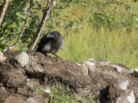 Corvus cornix 45, Bonte kraai, Saxifraga-Willem van Kruijsbergen