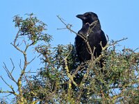 Corvus corone 15, Zwarte kraai, Saxifraga-Tom Heijnen