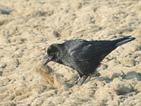 Corvus corone 2, Zwarte kraai, Saxifraga-Jan van der Straaten