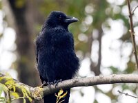 Corvus corone 29, Zwarte kraai, Saxifraga-Bart Vastenhouw