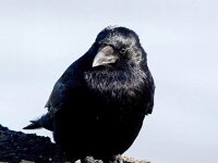 Corvus corone 49, Zwarte kraai, Saxifraga-Bart Vastenhouw