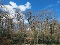 Corvus frugilegus 27, Roek, Saxifraga-Hans Dekker