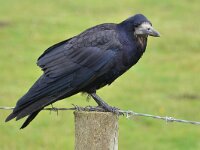 Corvus frugilegus 30, Roek, Saxifraga-Tom Heijnen