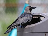 Corvus splendens 5, Huiskraai, Saxifraga-Bart Vastenhouw
