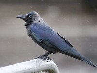 Corvus splendens 9, Huiskraai, Saxifraga-Bart Vastenhouw