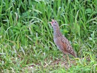 Crex crex 7, Kwartelkoning, Saxifraga-Janus Verkerk