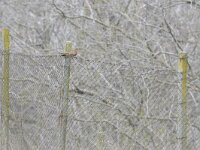 Cuculus canorus 12, Koekoek, Saxifraga-Tom Heijnen