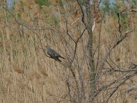 Cuculus canorus 14, Koekoek, Saxifraga-Hans Grotenhuis