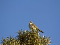 Curruca communis 15, Grasmus, Saxifraga-Dirk Hilbers