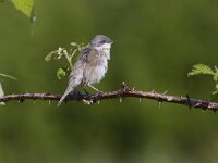 Curruca curruca 10, Braamsluiper, Saxifraga-Jan Nijendijk
