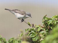 Curruca curruca 4, Braamsluiper, Saxifraga-Mark Zekhuis