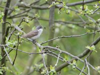 Curruca curruca 5, Braamsluiper, Saxifraga-Luc Hoogenstein