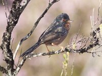 Curruca undata 3, Provencaalse grasmus, Saxifraga-Mark Zekhuis