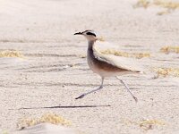 Cursorius cursor 15, Renvogel, Saxifraga-Bart Vastenhouw