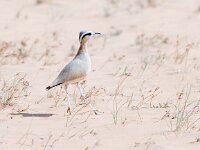Cursorius cursor 6, Renvogel, Saxifraga-Bart Vastenhouw