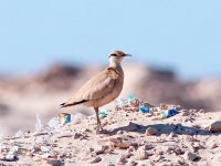 Cursorius cursor 8, Renvogel, Saxifraga-Bart Vastenhouw