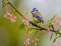 Blue tit blossom twig  Blue tit (Cyanistes caeruleus) on a branch with pink flowers on a beautiful day in may. It is a widespread and a common resident breeder throughout temperate and subarctic Europe and western Asia : Eurasian, Netherlands, Songbird, animal, autumn, background, baltic, beautiful, bird, blossom, blue, branch, bright, britain, caeruleus, close-up, closeup, color, cute, cyanistes, dutch, environment, europe, fall, fauna, feather, flower, forest, france, garden, gardening, germany, look, lovely, natural, nature, ornithology, parus, scandinavian, small, spring, sweden, tit, white, wild, wildlife, woodland, yellow
