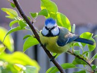 Cyanistes caeruleus 127, Pimpelmees, Saxifraga-Tom Heijnen