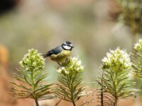 Cyanistes teneriffae 5, Tenerifepimpelmees, adult, Saxifraga-Theo Verstrael