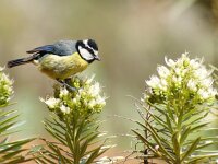 Cyanistes teneriffae 6, Tenerifepimpelmees, adult, Saxifraga-Theo Verstrael