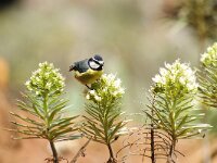 Cyanistes teneriffae 7, Tenerifepimpelmees, adult, Saxifraga-Theo Verstrael