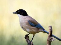 Cyanopica cooki 11, Blauwe ekster, Saxifraga-Bart Vastenhouw
