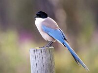 Cyanopica cooki 28, Blauwe ekster, Saxifraga-Bart Vastenhouw